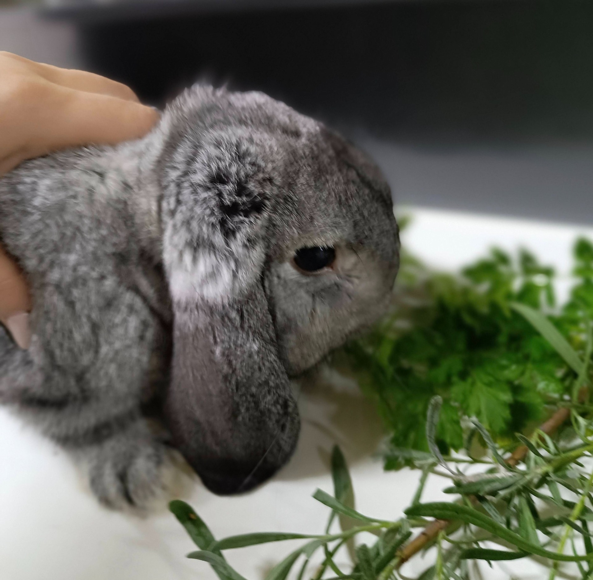 A megfelelő táplálás az egészség alapja